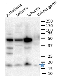 eIF1 | Eukaryotic initiation factor eIF1 in the group Antibodies Plant/Algal / DNA/RNA/Cell Cycle / Translation at Agrisera AB (Antibodies for research) (AS19 4253)